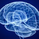 comment fonctionne la mémoire dans notre cerveau ?